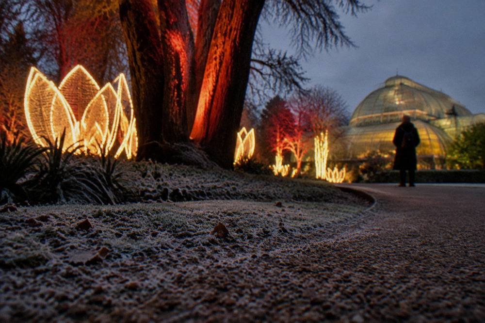 Festive light installation glowing among dark trees along a garden path