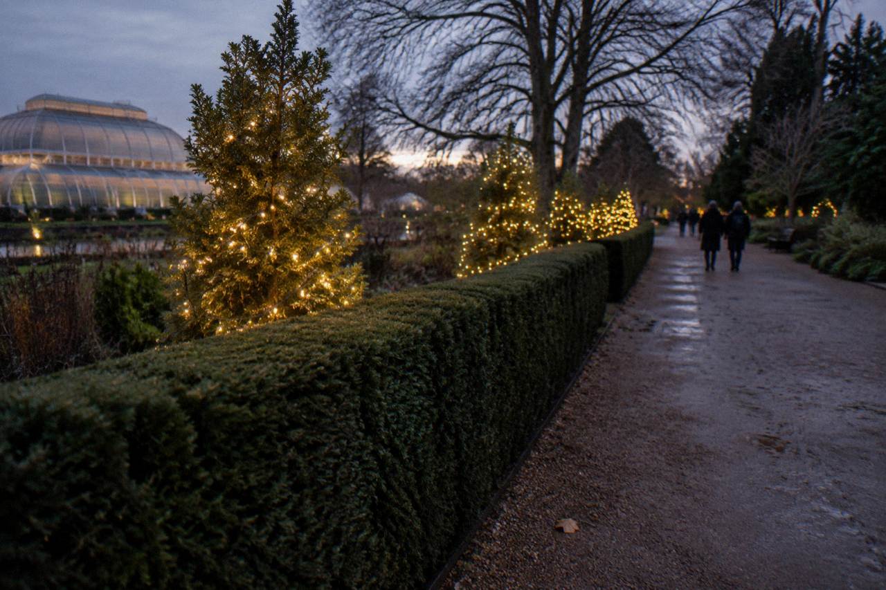 Illuminated light trail winding through trees at a botanic garden after dark