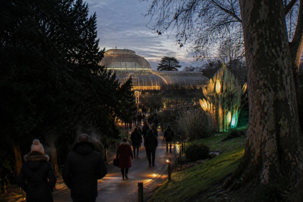 Illuminated pathway winding between dark winter trees in a botanical garden